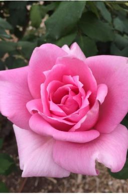 Роза чайно-гибридная Эйфелева Башня