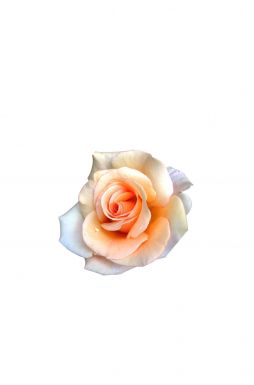 Роза чайно-гибридная Шантелла