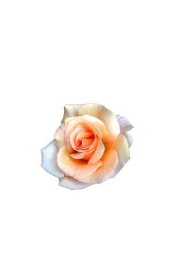 Роза чайно-гибридная Шантелла - фото №1