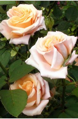 Роза чайно-гибридная Шантелла