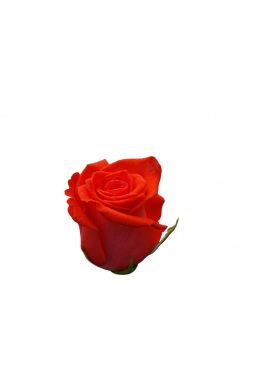 Роза чайно-гибридная Корвет