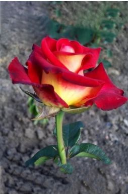 Роза чайно-гибридная Френдшип