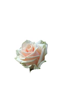 Роза чайно-гибридная Талея - фото №1