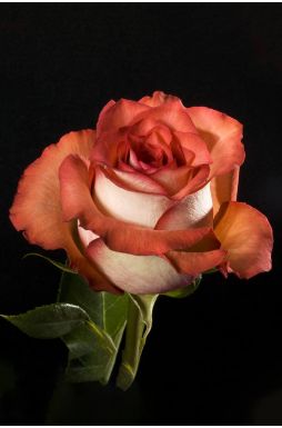 Роза чайно-гибридная Гиннесс