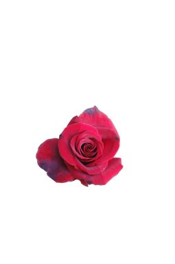 Роза чайно-гибридная Норита - фото №1