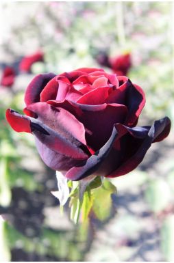 Роза чайно-гибридная Норита