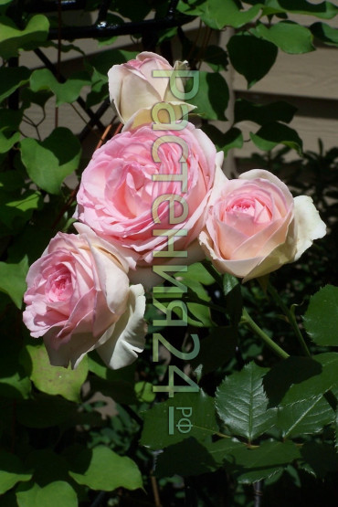 Роза чайно-гибридная Экскалибур