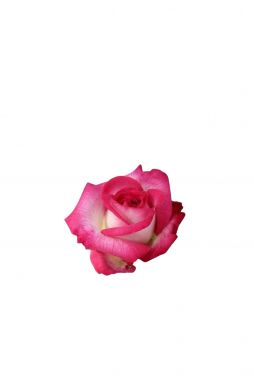 Роза чайно-гибридная Хайлендер