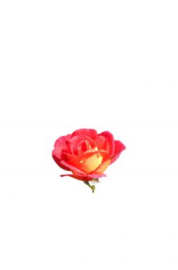 Роза чайно-гибридная Шанти