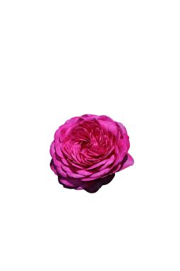 Роза флорибунда Хайди Клум - фото №1