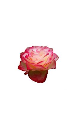 Роза флорибунда Юбилей Принца Монако - фото №1