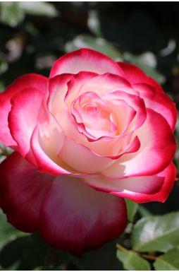 Роза флорибунда Юбилей Принца Монако