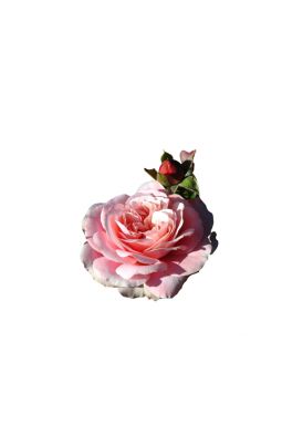 Роза флорибунда Боттичелли - фото №1