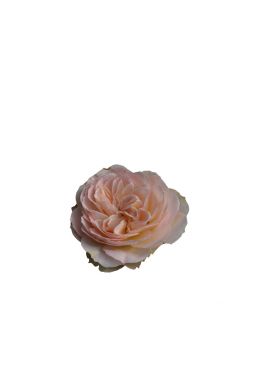 Роза флорибунда Пастелла - фото №1