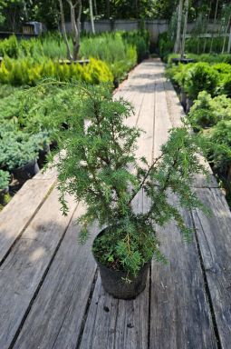 Можжевельник обыкновенный Мейер (Meyer) - фото №1