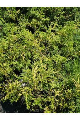 Кипарисовик горохоплодный Филифера Ауреоварьегата (Filifera Aureovariegata) - фото №1
